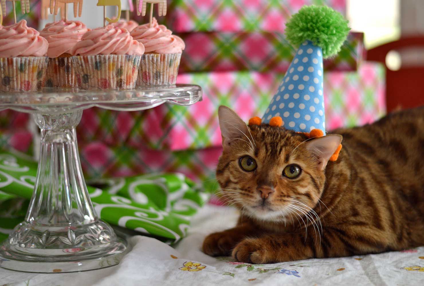 Fun Ways to Celebrate Your Pet's Birthday